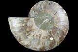 Cut Ammonite Fossil (Half) - Agatized #97740-1